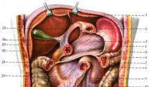 Anatomy of the Human Peritoneum - impormasyon