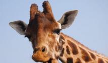 Tieto a ďalšie fakty o žirafe