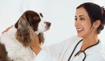 Symptómy pľúcnych červov u psov