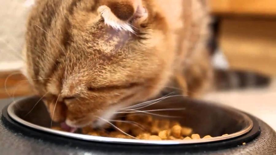 Сколько еды может съесть кошка